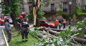 El árbol se rompió en varias ramas cayendo sobre el vehículo y la plaza