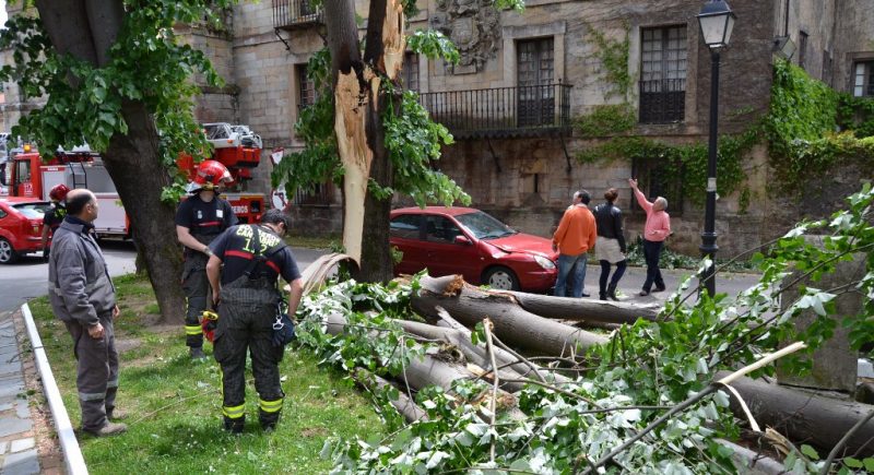 El árbol se rompió en varias ramas cayendo sobre el vehículo y la plaza