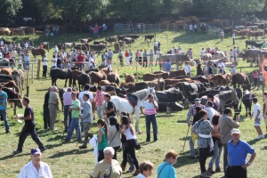 1.200 reses en la feria de ganado de Cotillo