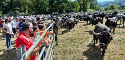 Más de 700 cabezas de ganado en el regreso de la feria de Molledo