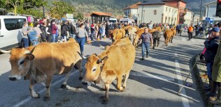 Cerca de 1.600 cabezas de ganado en la feria de San Felices