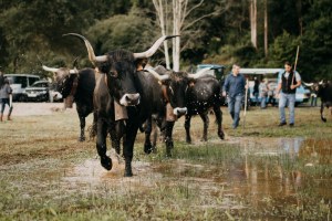 Entrada de las vacas al recinto ferial de Gamoneo
