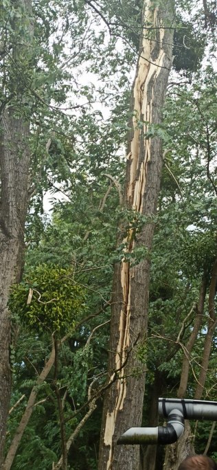 Un rayo parte un árbol en Pando.