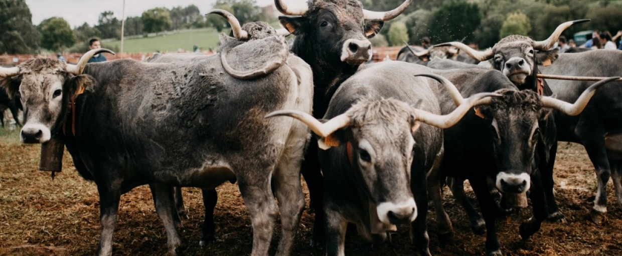 Cartes reunirá en la Feria de Gamoneo a más de 800 cabezas de ganado