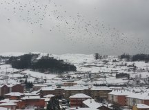 150204-nevada-comarca-27-pajaros