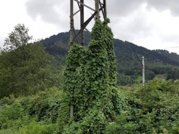 El PP pide la revisión del arbolado