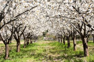 Cartes recuperará los históricos cerezos de Cohicillos con paseo de la fama incluido