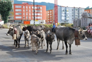 Bárcena acoge este sábado una jornada sobre la carne tudanca