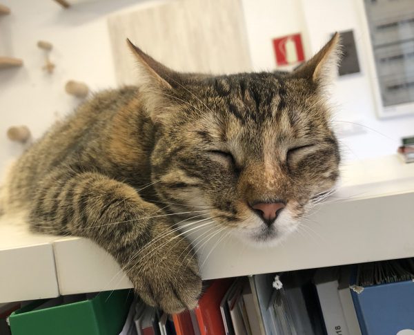 Clínica Veterinaria Babieca nos habló de los gatos