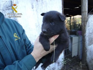 Uno de los cachorros hallados.