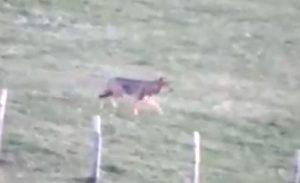 El lobo en Collado de Cieza