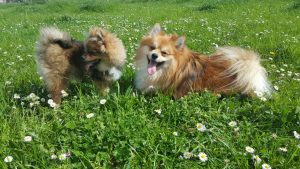 ¡Qué oyentes tan animales!