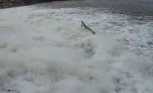 Los salmones vuelven a remontar el Besaya