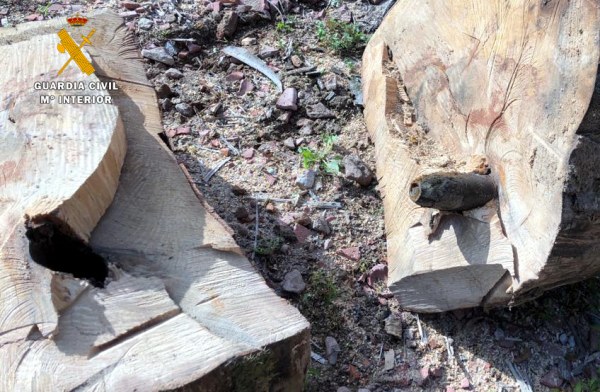 El proyectil del mortero fue envuelto por el crecimiento del árbol.