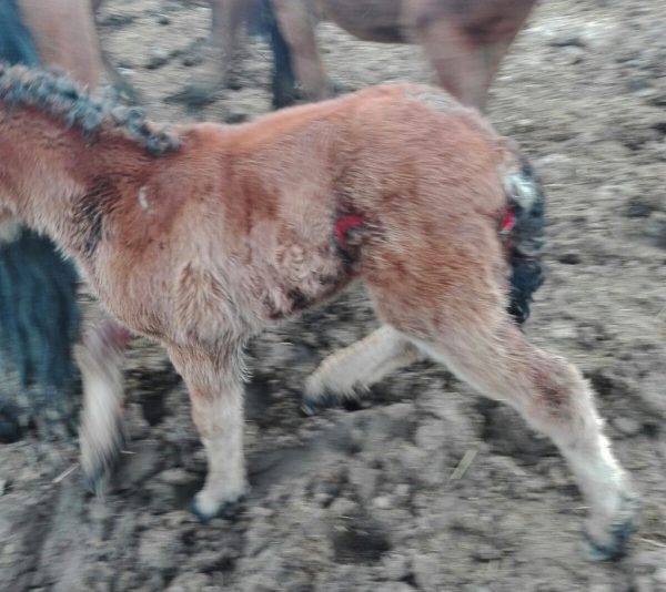 Tres ataques y cuatro potros muertos o malheridos en apenas una semana