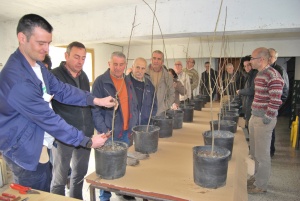 Un momento de la práctica de injertos