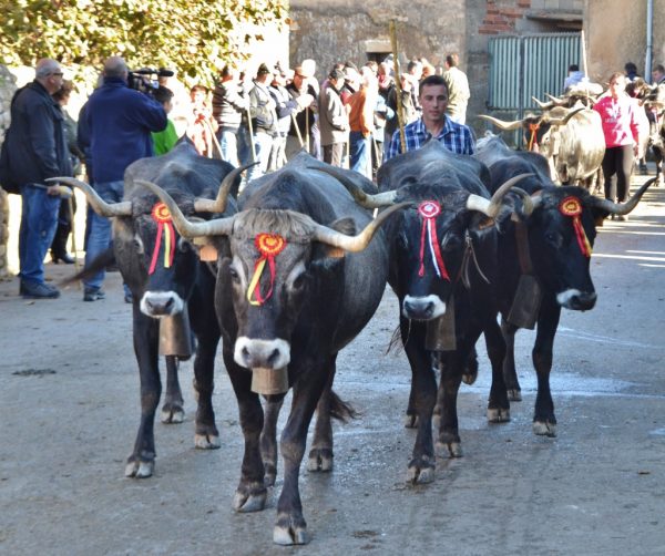 Pasá previa a la Feria de Ganado de San Felices