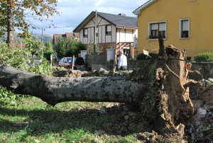 Los árboles de la 'Chopera' dan miedo