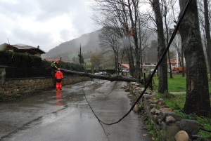 Un roble cae sobre una verja de la calle Numancia