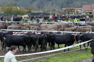Nueva campaña de saneamiento ganadero en Los Corrales