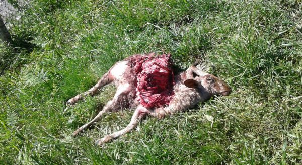 Uno de los animales muertos.