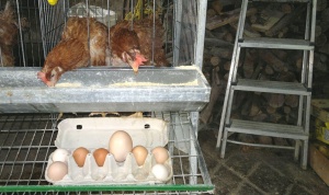 La gallina de los huevos grandes