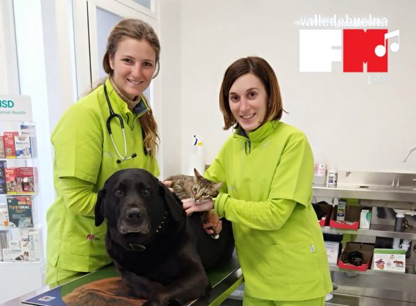 Clínica Veterinaria Babieca y su Plan Geriátrico para perros y gatos