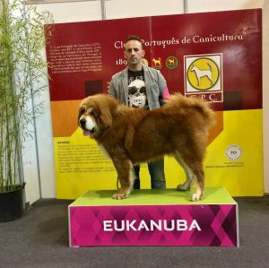 Mitos sobre mascotas