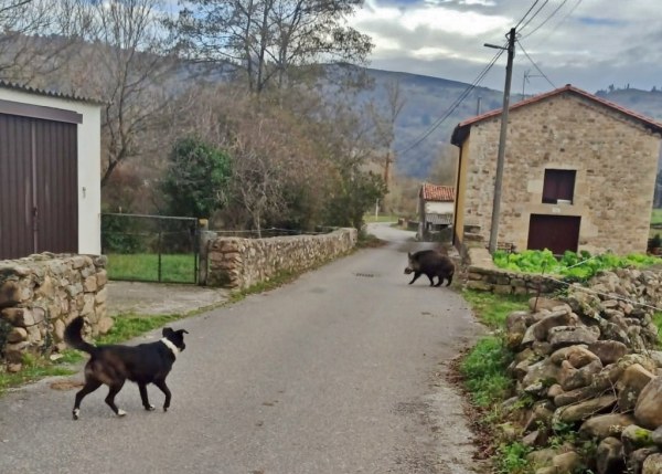 El jabalí en Palacio