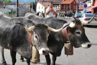 El ganado vuelve a Los Corrales de Buelna un siglo después
