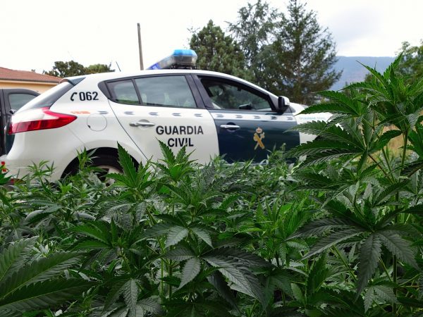 Desmantelada una plantación de marihuana en San Felices