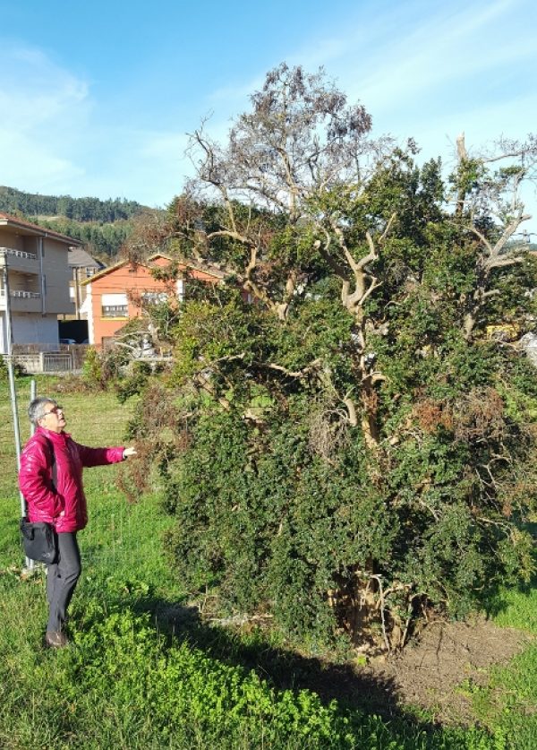 Isabel Fernández junto al ejemplar de arrayán, único en Cantabria