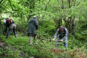 Nueva subasta de aprovechamientos maderables