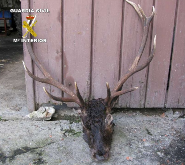 Cabeza de venado decomisada en Arenas.