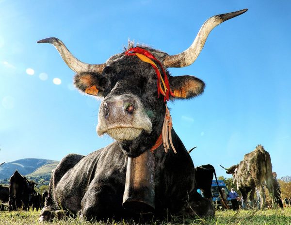 Fotografía ganadora obra de Borrella.