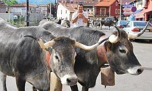 Santiago Sañudo con sus tudancas