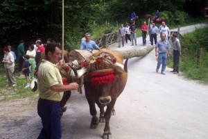 Los dos robles de la Maya ya están en la plaza de Silió