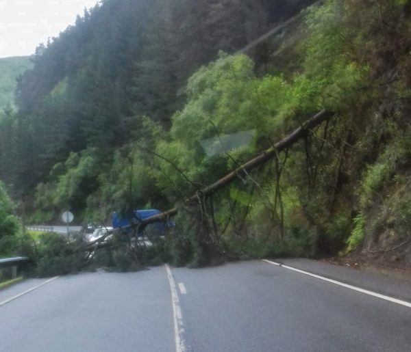 Árbol caído sobre la carretera