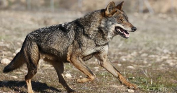 Cartes redactará una ordenanza para &quot;crear equilibrio&quot; entre el ganadero y el lobo