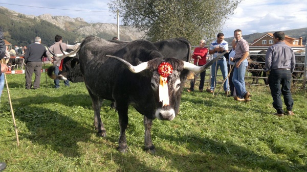 Muchísimo público en la feria de ganado de San Felices