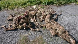 Los restos dejados por los buitres fueron desplazados al barrio para su retirada.