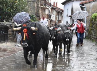Coo reúne a más de un millar de vacas en la segunda edición de su Feria de Año