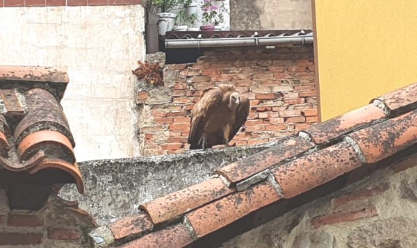 Un buitre se pasea por Los Corrales