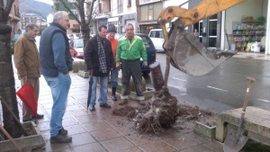 Plantación de cerezos en la Pontanilla