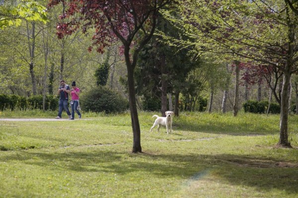 Cartes eliminará las plantas invasoras en el parque del Ansar