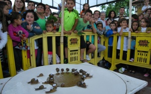 Los veloces caracoles de San Mateo baten récords