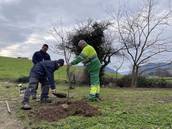Nuevo plan de reparto de árboles en Cartes
