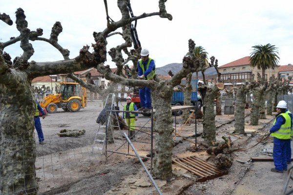 Retirada de los plátanos de la plaza