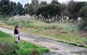 Plantas invasoras en el parque del Ansar