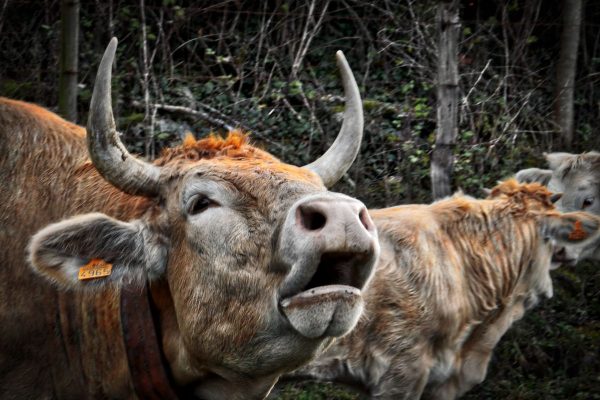 Fotografía ganadora obra de José Manuel Sáez Salces.